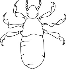 Coloring page with nymph head louse (Pediculus humanus)