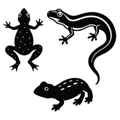 Amphibian Collection Frog Salamander Newt
