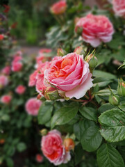 pink roses in garden