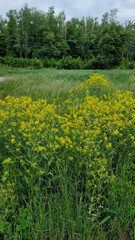 field of yellow flowers