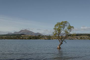 A view of Lake Wanaka and the Wanaka tree with the town nestled along the opposite shore.