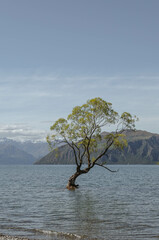 That's Wanaka tree Portrait, New Zealand