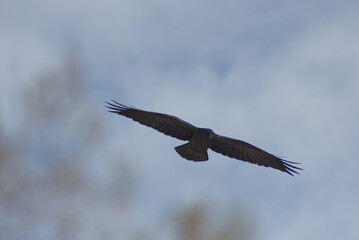 Nature Photography: Raven Silhouette Soaring in Clear Blue Sky

