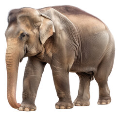 Obraz premium PNG Elephant wildlife animal mammal.