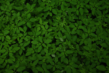 一面の葉 ©  斉藤　勇太