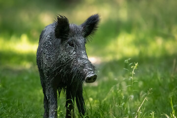 Wild Boar looking for food in forest