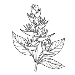 꽃, 헬리코니아 프시타코룸