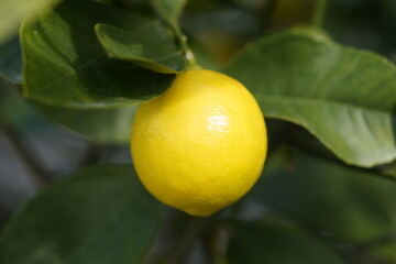 The Key lime or acid lime (Citrus × aurantiifolia or C. aurantifolia) is a citrus hybrid (C. hystrix × C. medica) native to tropical Southeast Asia. Hanover Berggarten, Germany.