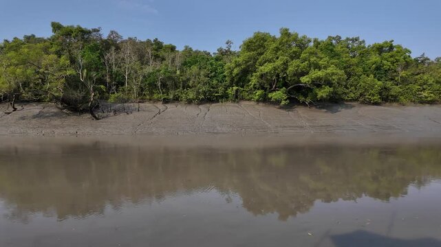 Vegetation on the riverbank, Khulna Division, Mongla, Bangladesh