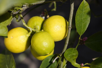 The Key lime or acid lime (Citrus × aurantiifolia or C. aurantifolia) is a citrus hybrid (C. hystrix × C. medica) native to tropical Southeast Asia. Hanover Berggarten, Germany.