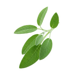 Obraz premium Fresh sage sprig with multiple leaves isolated on transparent background