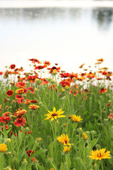 Bright flowers on the background of a lake or river. Natural summer background. Orange and white flowers in the park. Beautiful flowerbed. Flowers close-up, blurred background