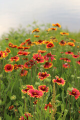 Bright flowers on the background of a lake or river. Natural summer background. Orange and white flowers in the park. Beautiful flowerbed. Flowers close-up, blurred background