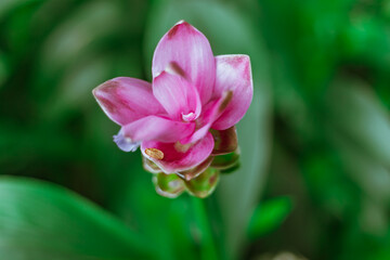 Beautiful pink Krachiao flowers in forest