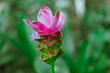 Beautiful pink Krachiao flowers in forest