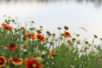 Bright flowers on the background of a lake or river. Natural summer background. Orange and white flowers in the park. Beautiful flowerbed. Flowers close-up, blurred background
