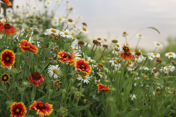 Bright flowers on the background of a lake or river. Natural summer background. Orange and white flowers in the park. Beautiful flowerbed. Flowers close-up, blurred background