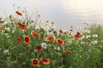 Bright flowers on the background of a lake or river. Natural summer background. Orange and white flowers in the park. Beautiful flowerbed. Flowers close-up, blurred background