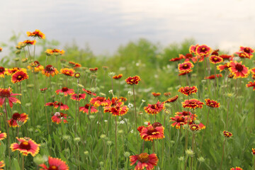 Bright flowers on the background of a lake or river. Natural summer background. Orange and white flowers in the park. Beautiful flowerbed. Flowers close-up, blurred background