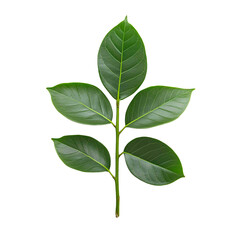 Botanical beauty: A branch with vibrant green leaves, showcasing the freshness of nature against a solid black backdrop. Elegant, simple design.