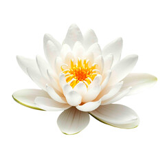 A beautiful, pristine white water lily with a bright yellow center, its delicate petals gracefully unfurling against a dark backdrop. Serene beauty.