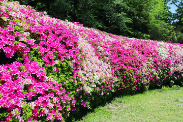 つつじ園の風景