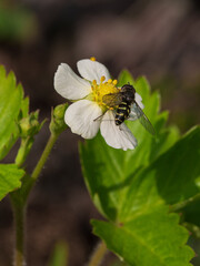 a fly on a flower