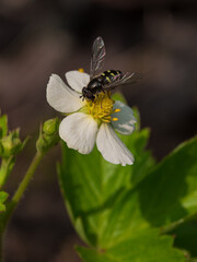 a fly on a flower