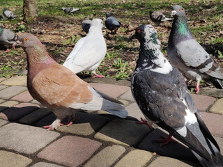 dove in the park. Wild bird