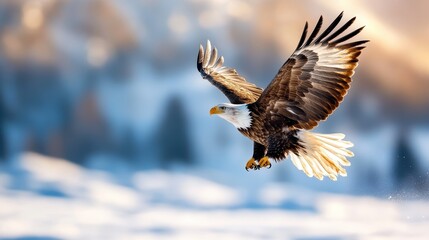 Obraz premium A bald eagle soars majestically through a bright sky, showcasing its impressive wingspan and symbolizing freedom, strength, and resilience in the natural world.
