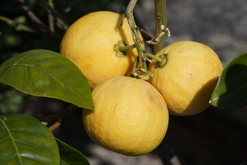 Citrus maxima, Rutaceae family. Hanover Berggarte, Germany.