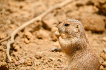 プレーリードッグ