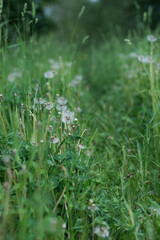 Field with dandelions on a summer day