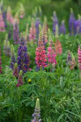 Beautiful bright lush lupines, meadow flowers