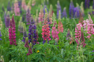 Obraz premium Beautiful bright lush lupines, meadow flowers
