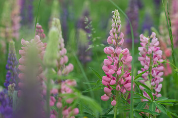 Beautiful bright lush lupines, meadow flowers