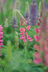 Beautiful bright lush lupines, meadow flowers