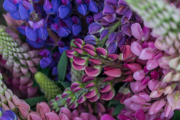 Beautiful bright lush lupines, meadow flowers