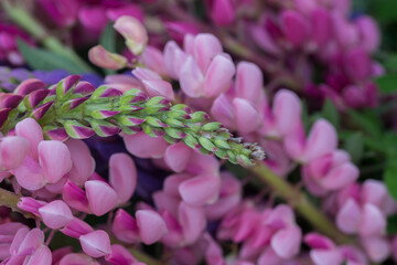 Beautiful bright lush lupines, meadow flowers