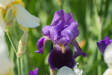 Beautiful Varietal Multicolored Irises The