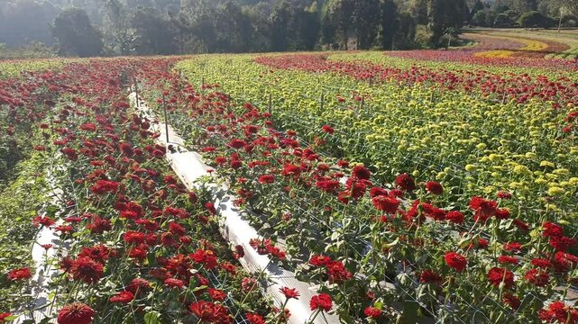 colorful blooming zinnia flower in garden