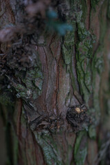 Cypress tree close-up, textured trunk and branches