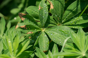 Raindrops on lupine leaves growing in a field