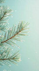 Winter Pine Branches – Soft Bokeh & Frosty Needles