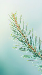 Winter Pine Branches – Soft Bokeh & Frosty Needles