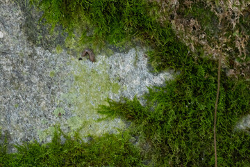 Background for Nature concept, a mossy stone surface with green moss