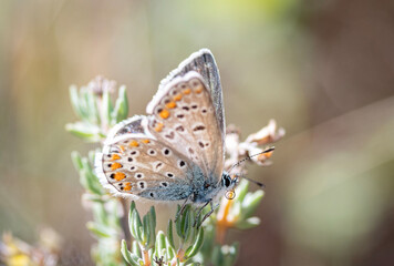 butterfly on flower