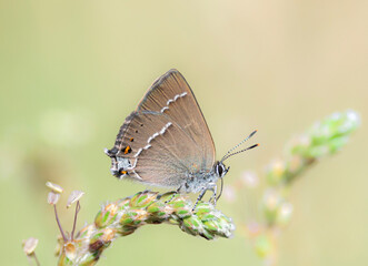 butterfly on a flower
