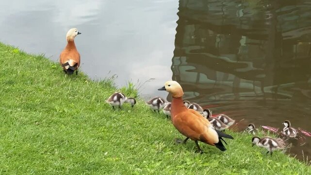 Mother Ruddy shelduck with her small ducklings on lake in the summer. Small ducklings learn to swim and dive to get food from the bottom of the pond in summer season.