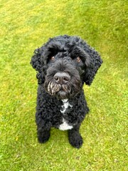 Close-up of a black curly-coated dog looking up with sand on its nose, standing on bright green grass in a playful outdoor moment.